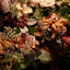 collection gallery [ jardin cenote | garden under the sea / 36 ] | hiila（イーラ）